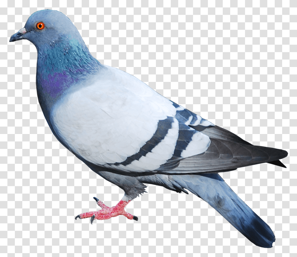 Pigeon Clipart Background Pigeon, Bird, Animal, Dove Transparent Png