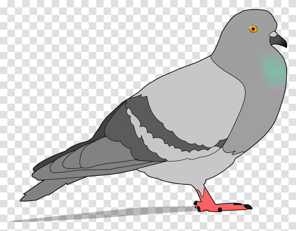 Pigeon Clipart, Bird, Animal, Beak, Dove Transparent Png