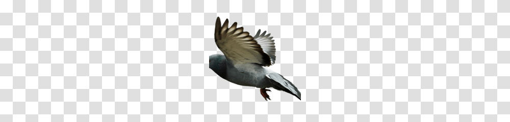 Pigeon Clipart, Bird, Animal, Dove, Person Transparent Png