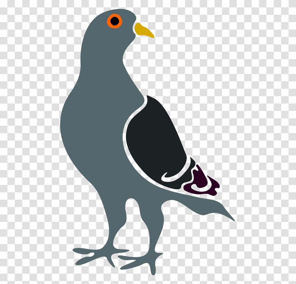 Pigeon Clipart, Bird, Animal, Penguin Transparent Png