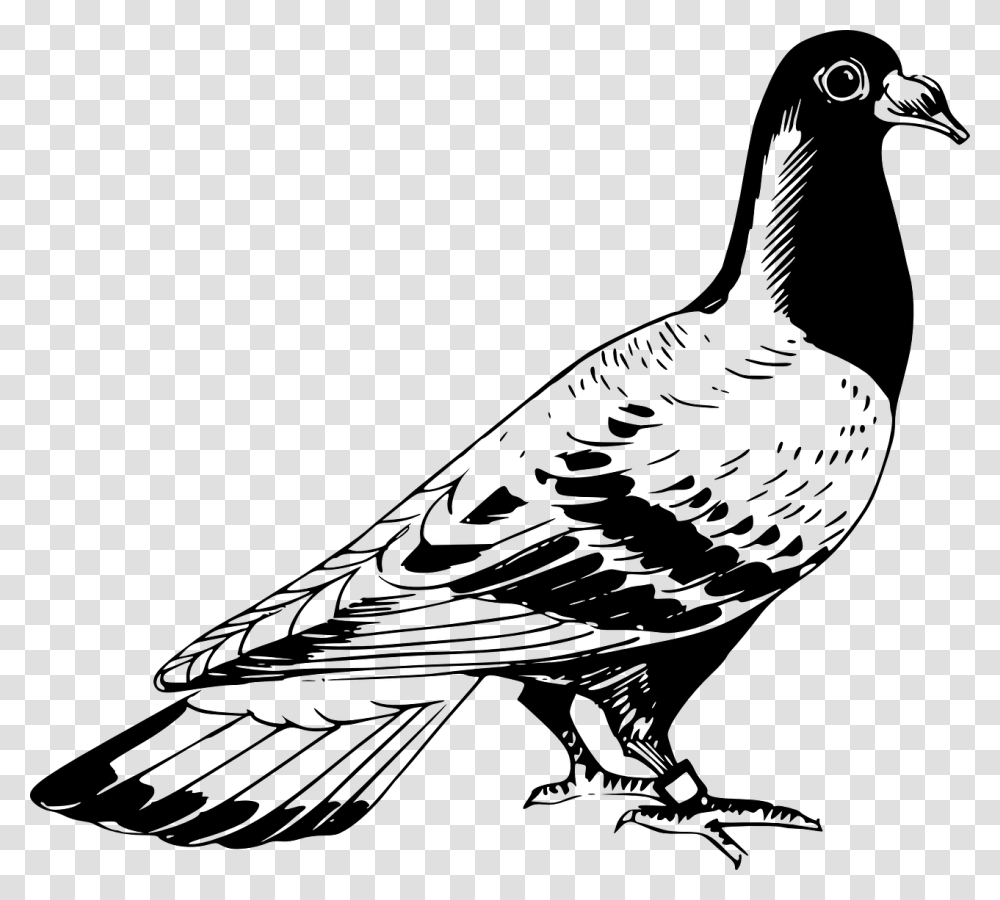 Pigeon Clipart Black And White, Gray, World Of Warcraft Transparent Png