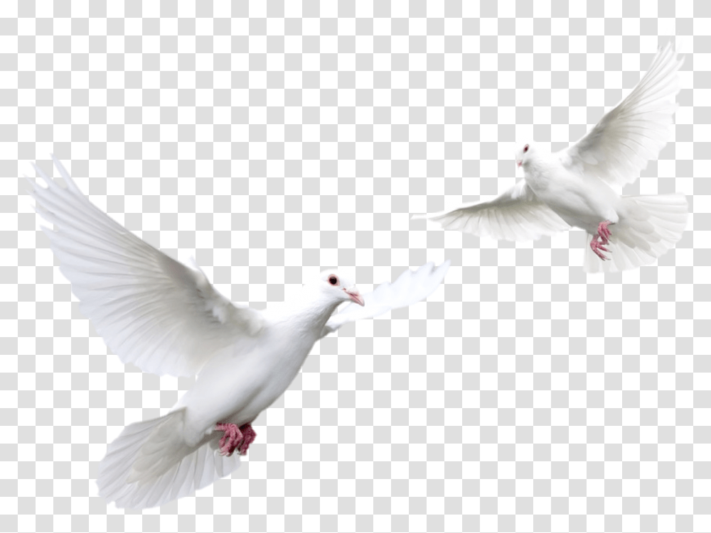 Pigeon Clipart Images Flying Birds With Black Background, Animal, Dove Transparent Png