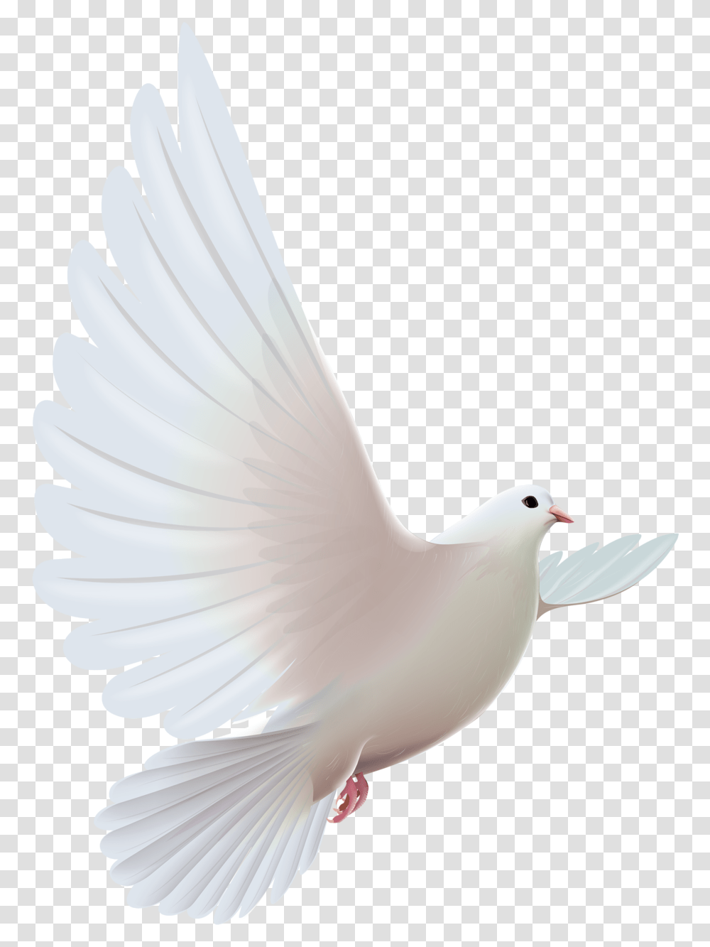 Pigeon Clipart Paloma Pomba Espirito Santo, Bird, Animal, Dove Transparent Png