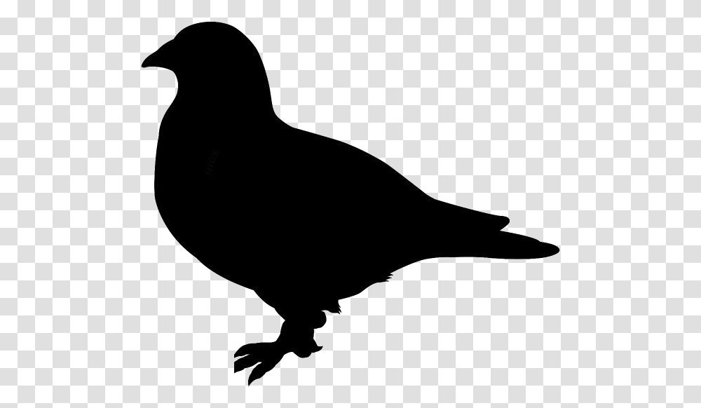 Pigeon Clipart Pigeon Image Crow, Bird, Animal, Silhouette, Bow Transparent Png