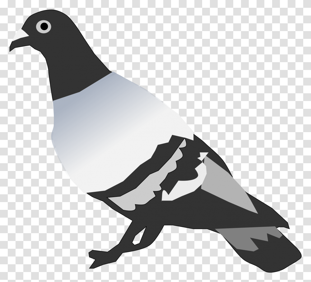 Pigeon Clipart Small Dove Pigeon Vertebrate Or Invertebrate, Bird, Animal Transparent Png