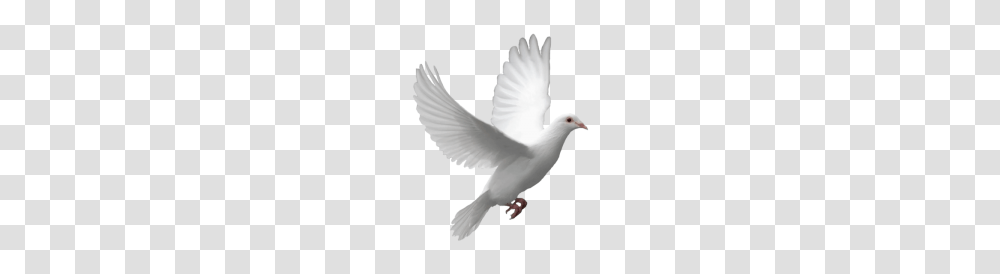 Pigeon, Dove, Bird, Animal, Person Transparent Png