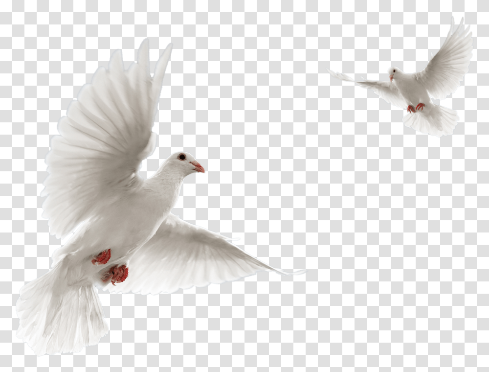 Pigeon Dove Fly, Bird, Animal, Flying Transparent Png