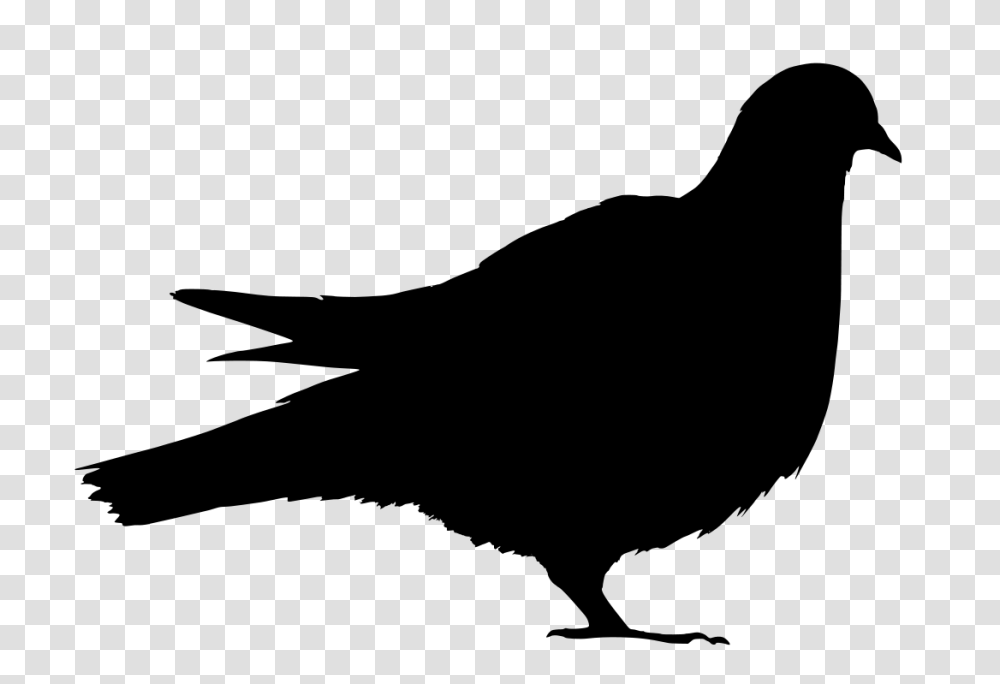 Pigeon Download Image Arts, Gray, World Of Warcraft Transparent Png