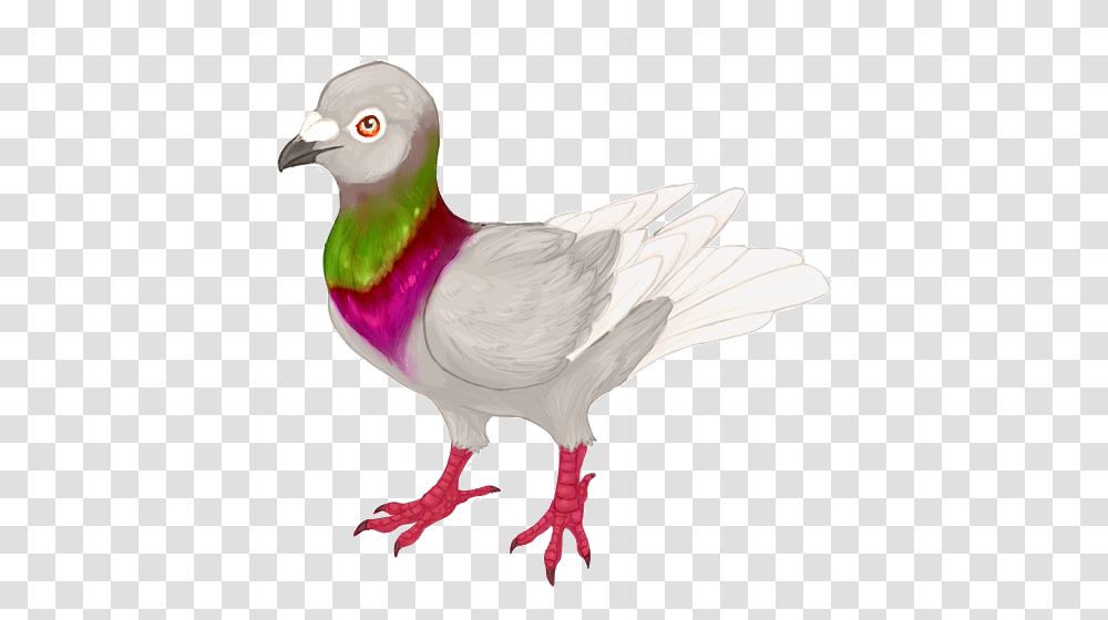 Pigeon Fancy Pick Up Lioden, Bird, Animal, Dove Transparent Png