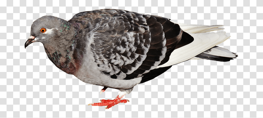 Pigeon Fly Holub Mestsk, Bird, Animal, Dove Transparent Png