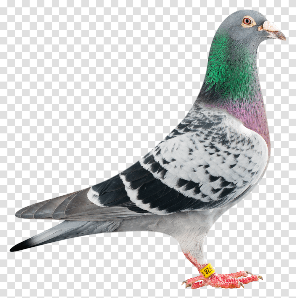 Pigeon Fly Racing Pigeon, Bird, Animal, Dove Transparent Png