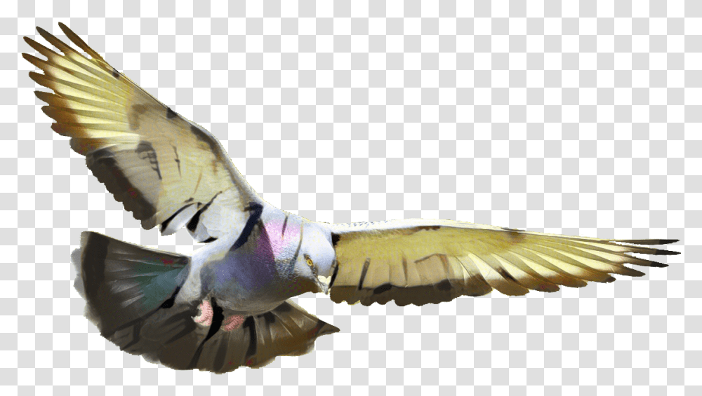 Pigeon Flying Cartoons Background Flying Pigeon, Bird, Animal, Dove, Head Transparent Png
