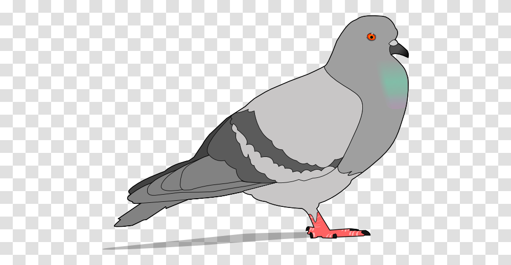 Pigeon Free Cliparts, Animal, Bird, Dove, Finch Transparent Png