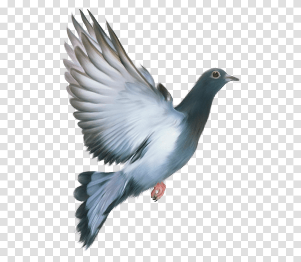 Pigeon Free Download, Bird, Animal, Dove Transparent Png