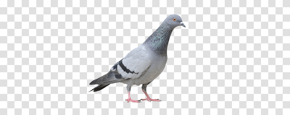 Pigeon Free Download, Bird, Animal, Dove Transparent Png