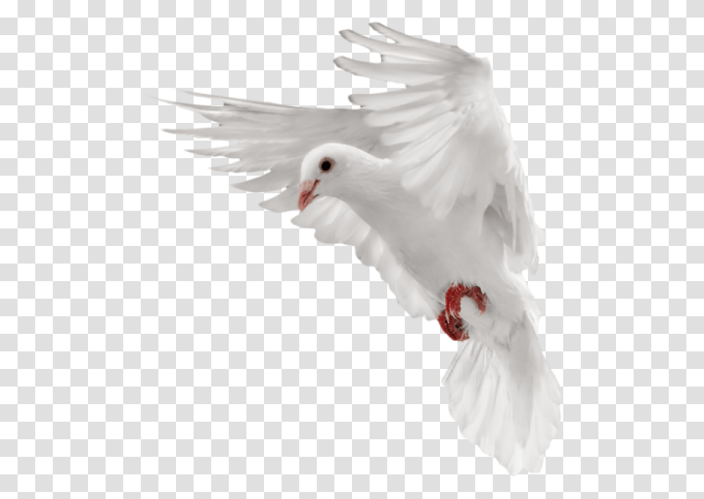 Pigeon Free Download Flying Dove White, Bird, Animal Transparent Png