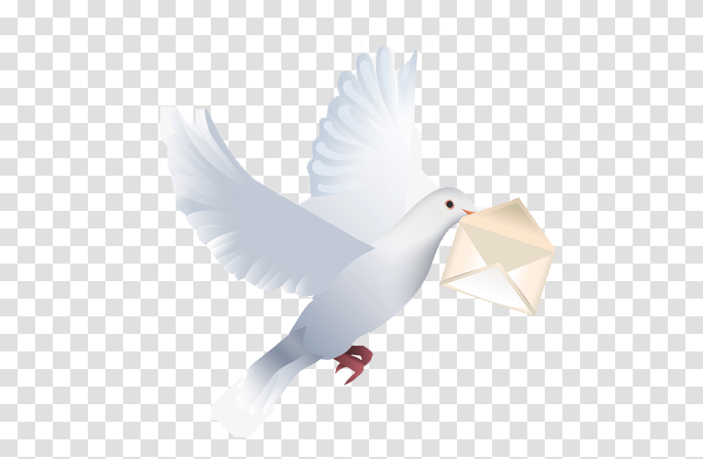Pigeon Free Download Happy Birthday Wishes With Pigeon, Animal, Dove, Bird, Person Transparent Png