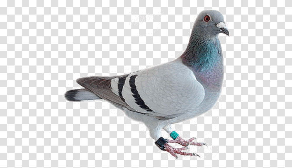 Pigeon Free Download Lion With The Head Of A Pigeon, Bird, Animal, Dove Transparent Png