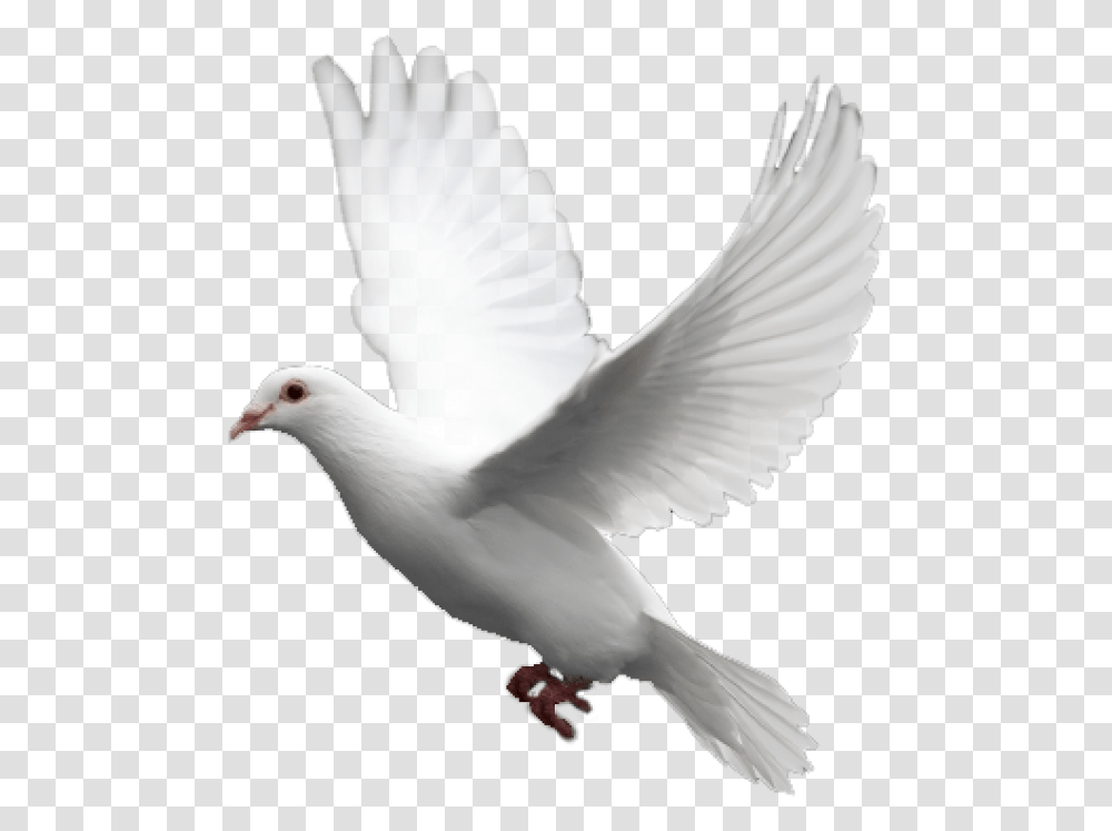 Pigeon Free Download Pigeon, Bird, Animal, Dove Transparent Png