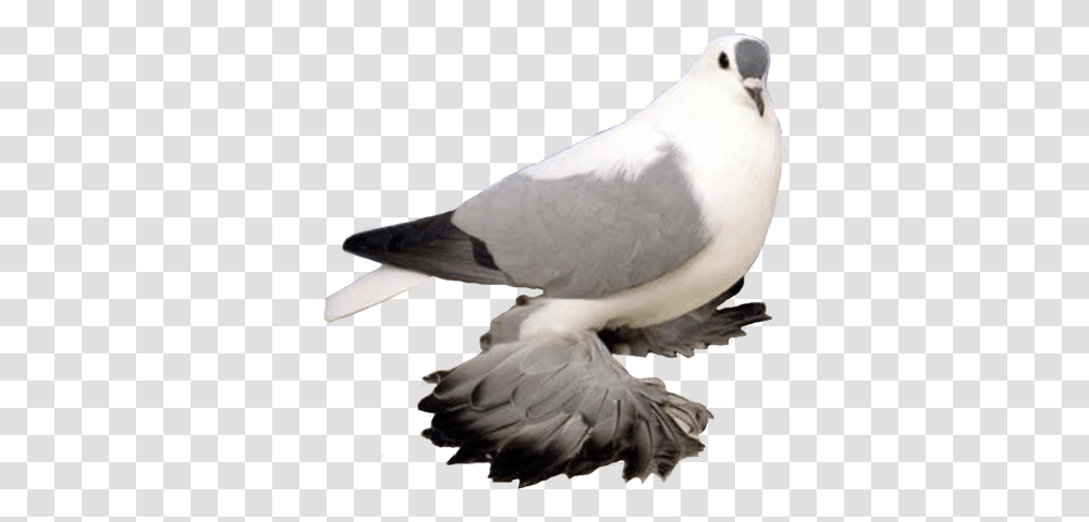 Pigeon Free Image Arts, Bird, Animal, Dove Transparent Png