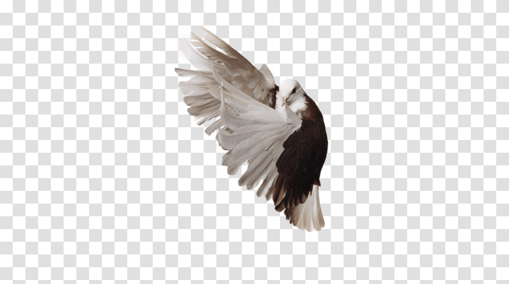 Pigeon Image Bald Eagle, Bird, Animal, Dove Transparent Png