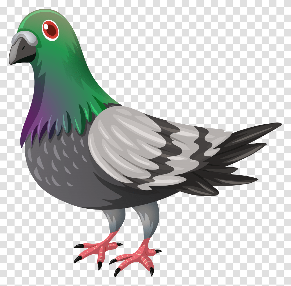 Pigeon Image, Bird, Animal, Dove Transparent Png