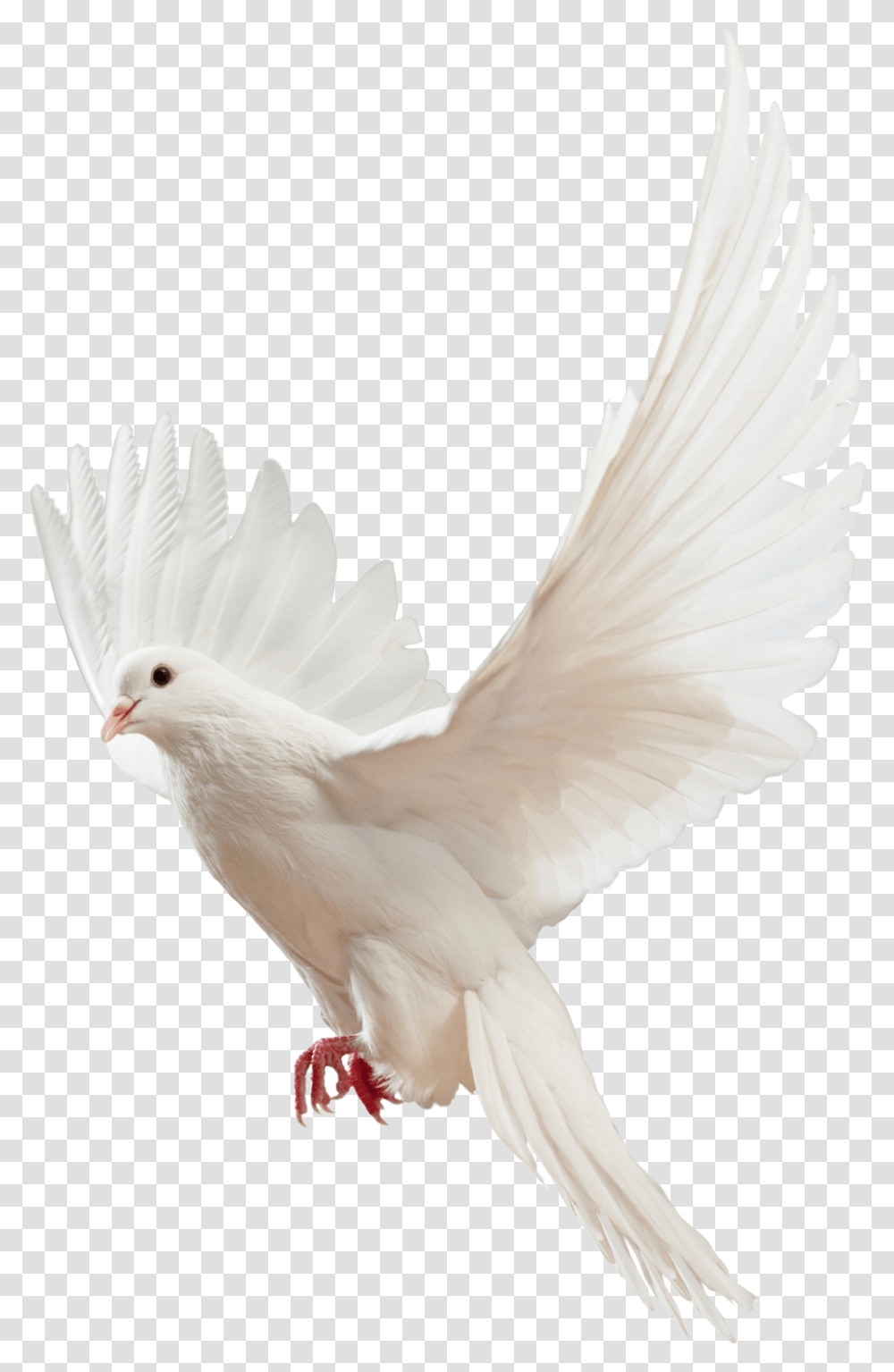 Pigeon Image For Edit, Bird, Animal, Dove, Cockatoo Transparent Png