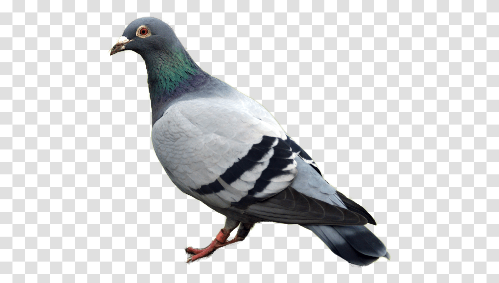Pigeon Image Pigeon, Bird, Animal, Dove Transparent Png