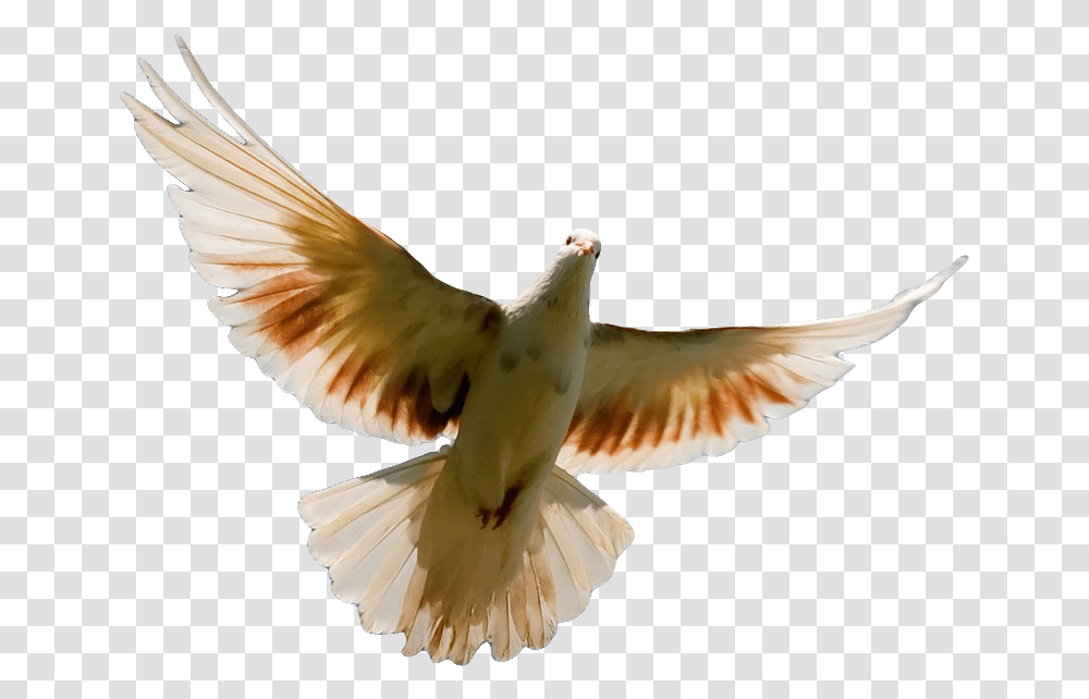 Pigeon Image Pigeon Pic For Cover, Bird, Animal, Dove Transparent Png
