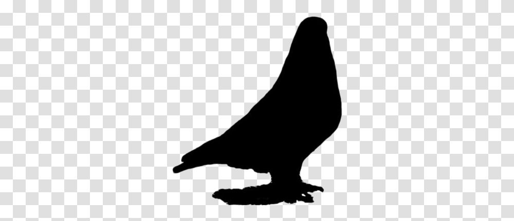 Pigeon Images Buzzard, Silhouette, Animal, Bird Transparent Png
