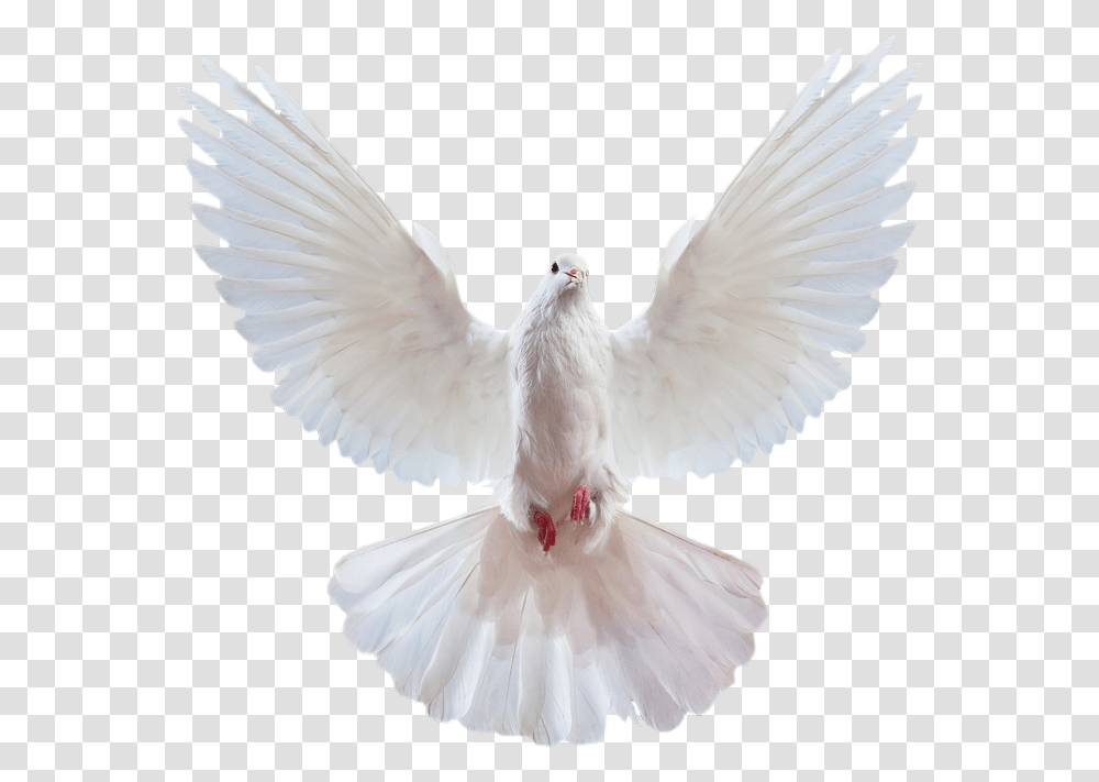 Pigeon Images Free Background Dove, Bird, Animal Transparent Png