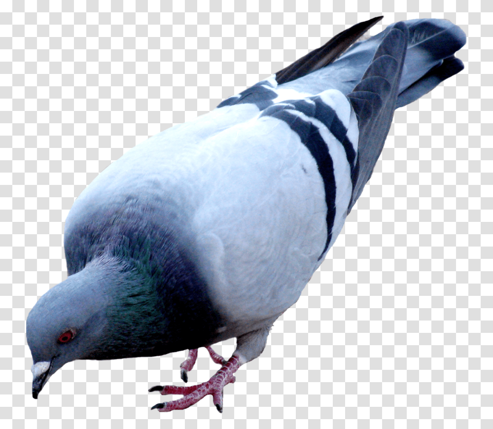 Pigeon Images Free Pigeon, Bird, Animal, Dove Transparent Png