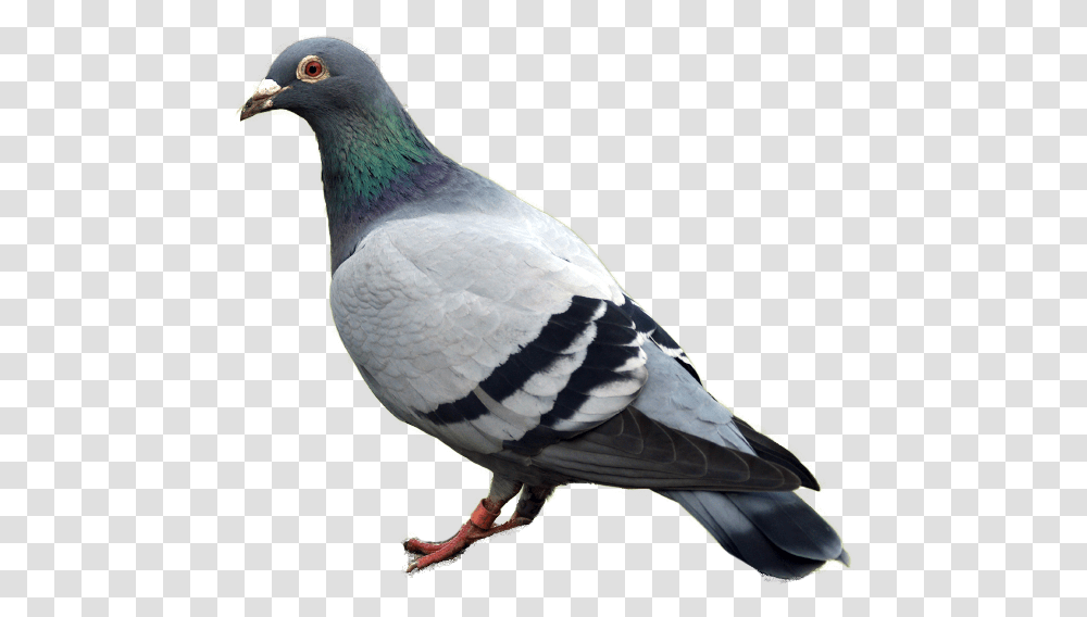 Pigeon Images Free Pigeon Bird, Animal, Dove Transparent Png