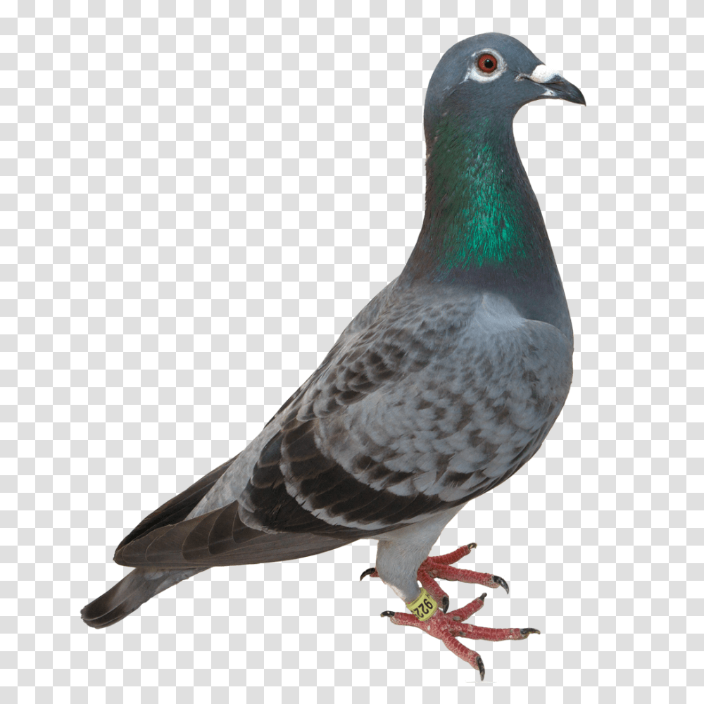Pigeon Images Free Pigeon Pictures Download, Bird, Animal, Dove Transparent Png