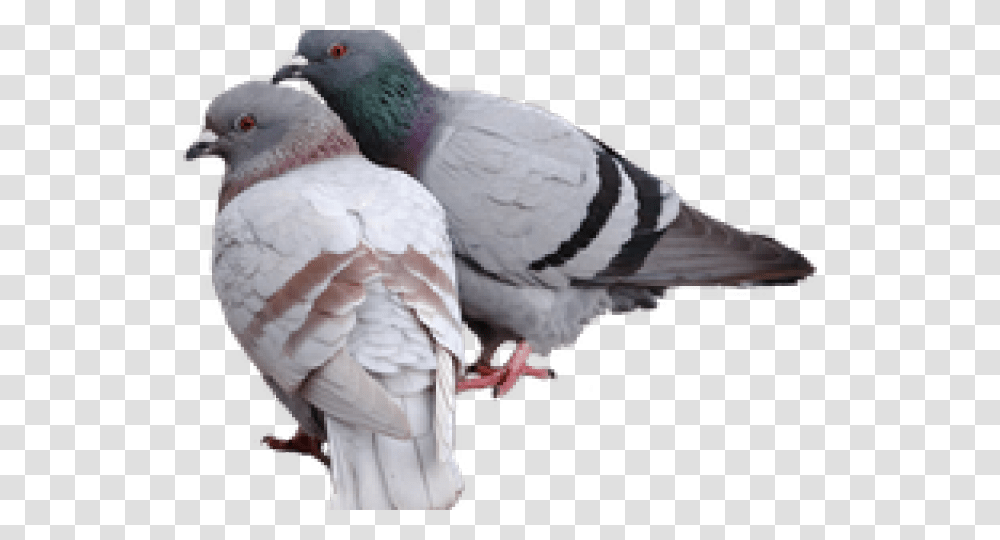 Pigeon Images Pigeon, Animal, Bird, Dove Transparent Png