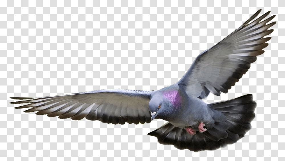 Pigeon Images Pigeon, Bird, Animal, Dove, Flying Transparent Png