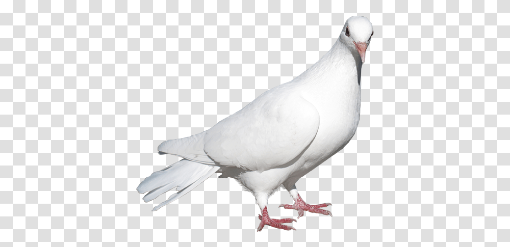 Pigeon In Black Background, Bird, Animal, Dove Transparent Png