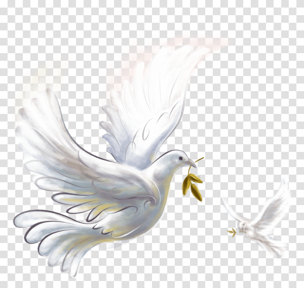 Pigeon Peace Dove, Bird, Animal, Chicken, Poultry Transparent Png