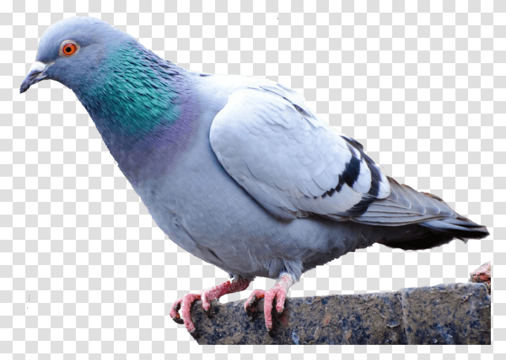 Pigeon Pigeon On Background, Bird, Animal, Dove Transparent Png