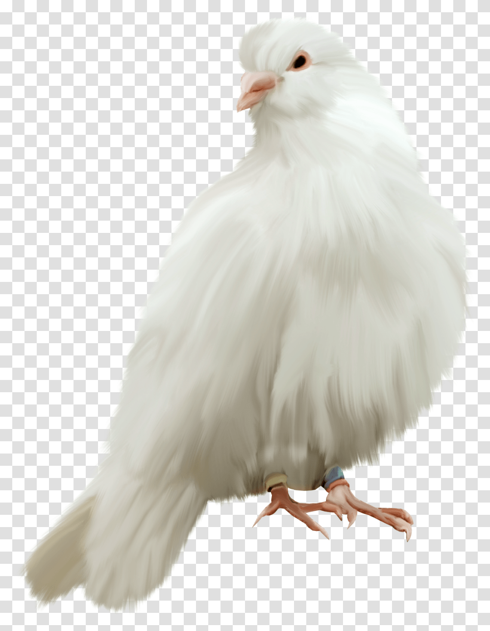 Pigeon Pigeons For Edit, Bird, Animal, Person, Wedding Gown Transparent Png