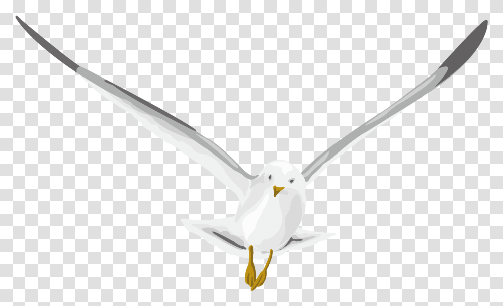 Pigeon Ring Billed Gull, Seagull, Bird, Animal, Flying Transparent Png