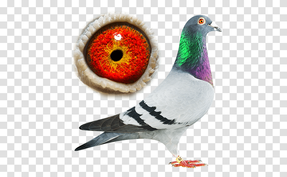 Pigeon Usain Bolt, Bird, Animal, Dove Transparent Png