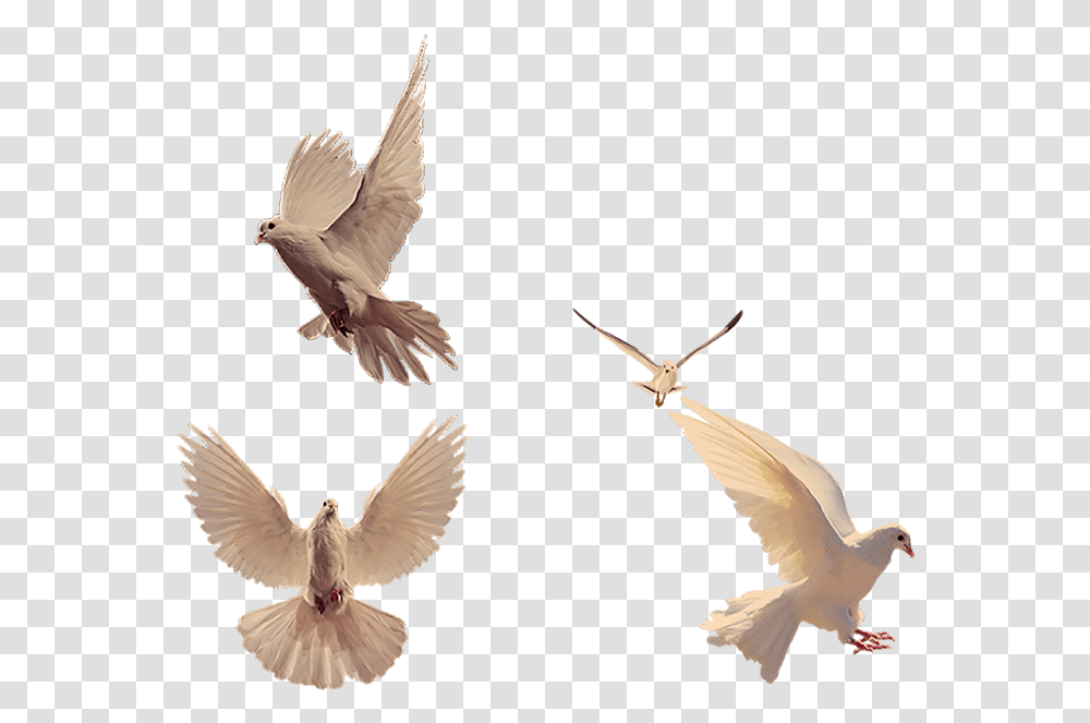 Pigeon Vaux S Swift, Bird, Animal, Dove, Flying Transparent Png
