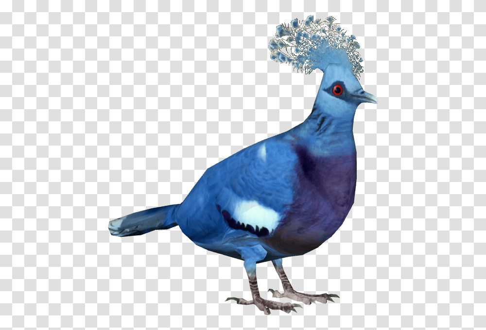 Pigeon Victoria Crowned Pigeon, Bird, Animal, Beak, Dove Transparent Png