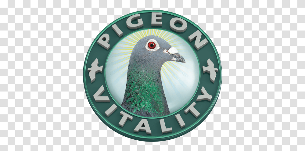 Pigeon Vitality Pigeons, Bird, Animal, Logo, Symbol Transparent Png
