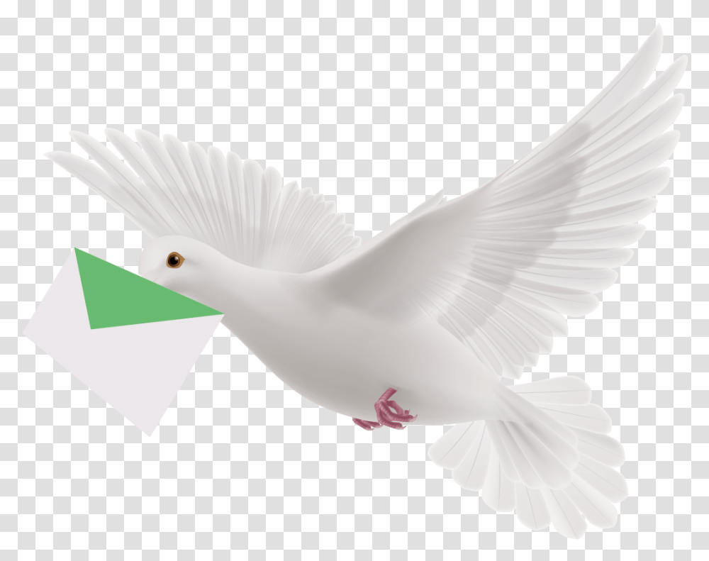 Pigeon White Flying Pigeon, Bird, Animal, Cockatoo, Parrot Transparent Png