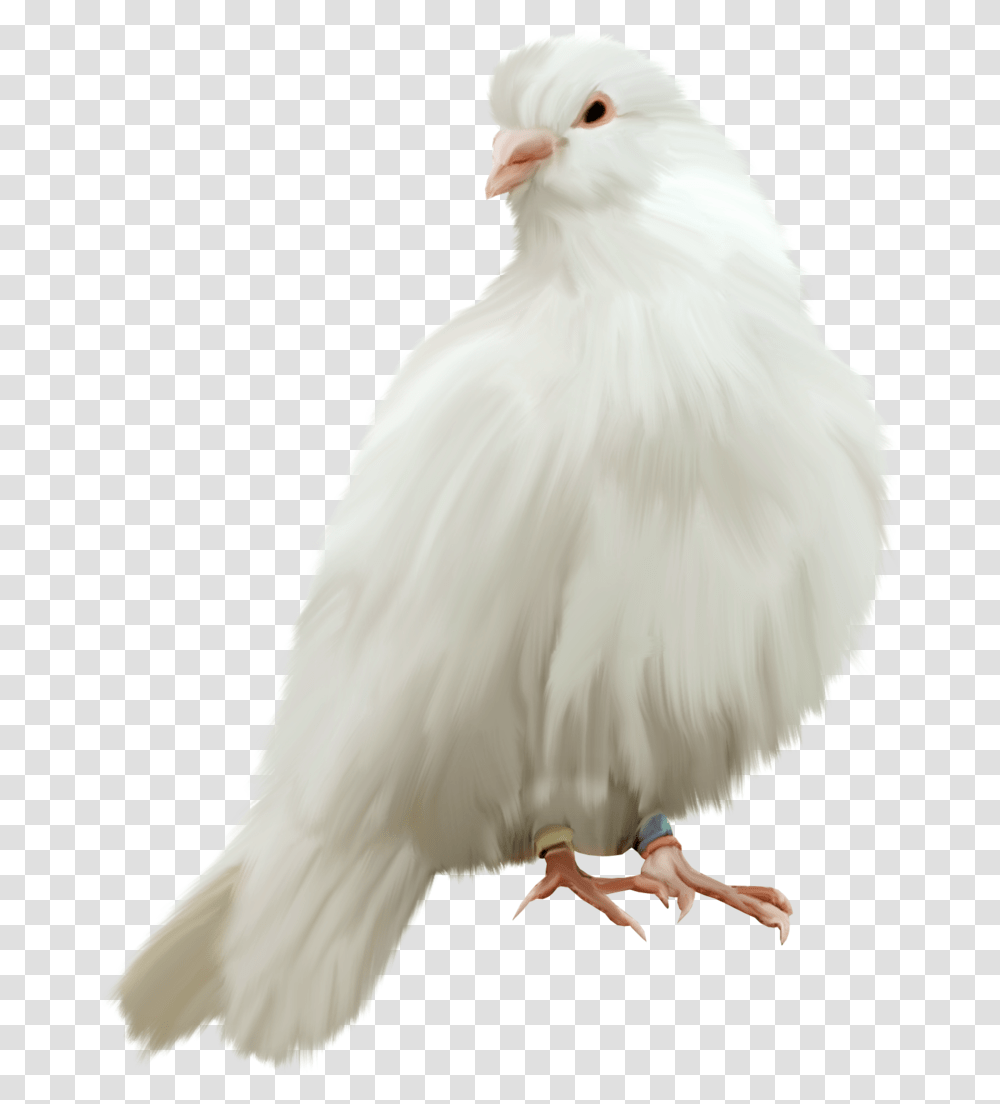 Pigeon White Pigeon Hd, Bird, Animal, Chicken, Poultry Transparent Png