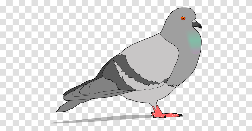 Pigeon With Shadow Clip Arts For Web, Animal, Bird, Dove, Finch Transparent Png