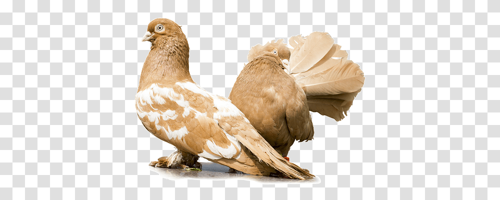 Pigeons Bird, Animal, Dove, Chicken Transparent Png