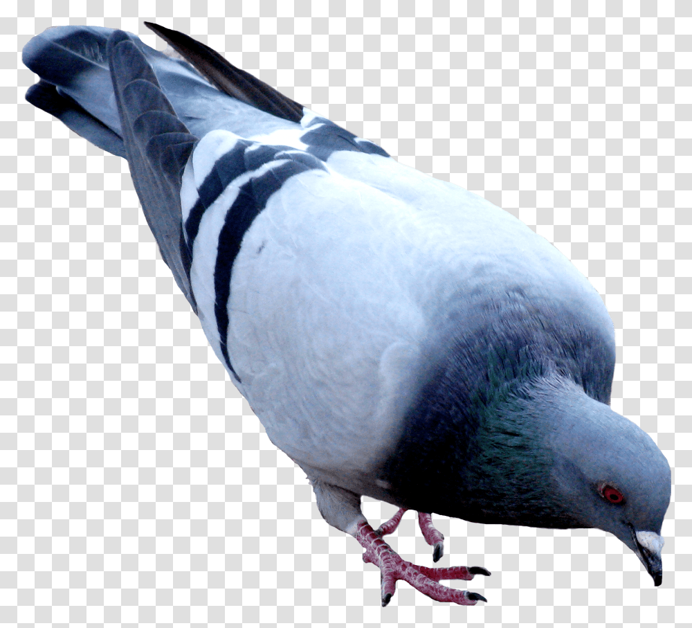 Pigeons 4 Image Pigeon, Bird, Animal, Dove Transparent Png